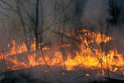 Дым от пожаров в Сибири достиг США и Канады
