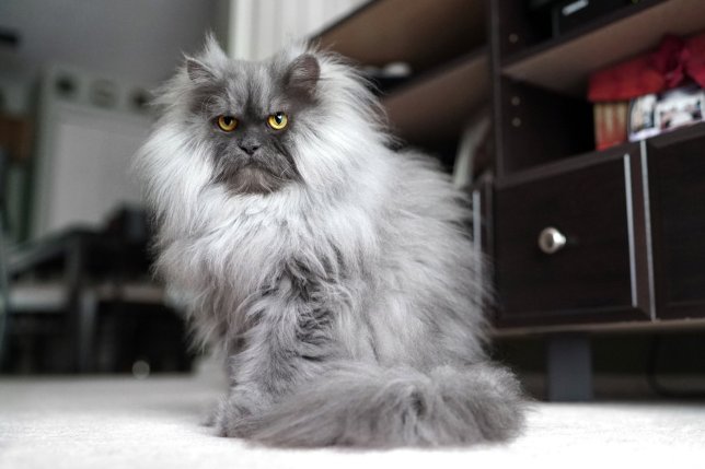 Хмурый кот с озлобленной мордой стал новой звездой соцсетей - ФОТО