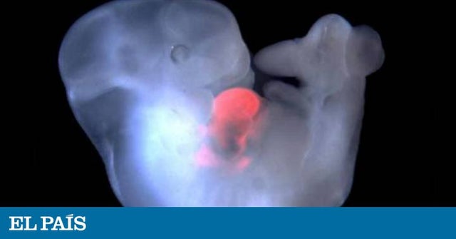 Впервые в истории создан химерный эмбрион человека и обезьяны