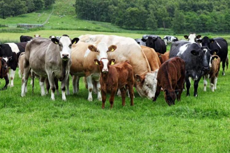 В Азербайджане не зафиксировано случаев падежа скота от опасных заболеваний