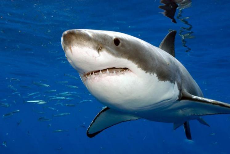 В США полутораметровая акула "отомстила" рыбаку