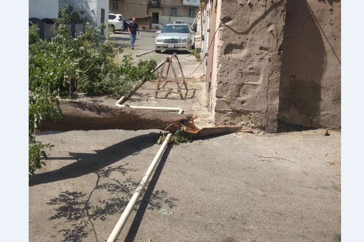 В Баку в результате падения дерева на газовую трубу два жилых здания остались без газа