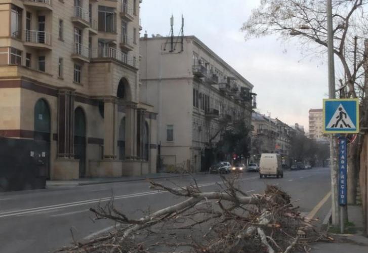 Ожидается ли в Баку сильный ветер? - ОТВЕЧАЕТ УМАЙРА ТАГИЕВА 