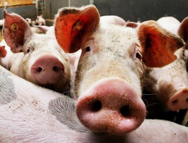 На российской ферме от удара током погибла тысяча свиней