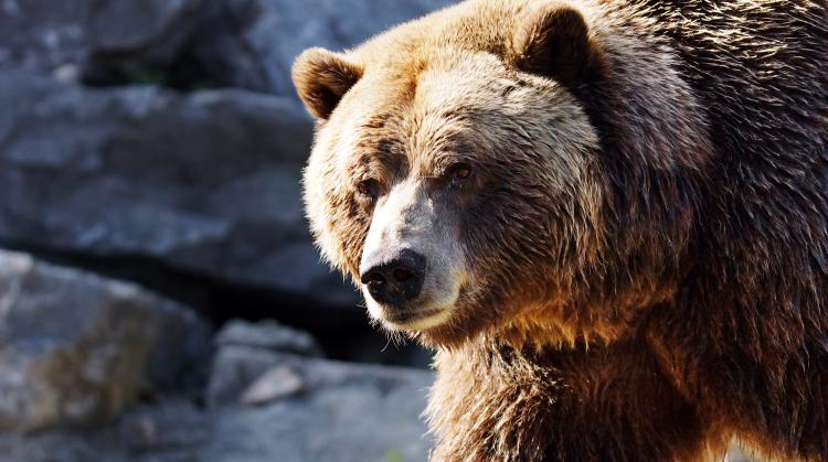 Медведь упал с обрыва на полицейскую машину в Калифорнии
