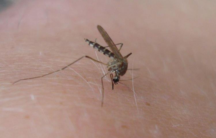 Названа любимая группа крови комаров