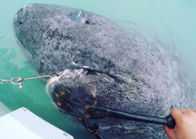 В Гренландии поймали акулу, которой больше 500 лет
