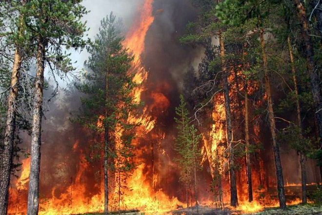 В МЧС Азербайджана поступила информация о пожаре в лесу в Губе