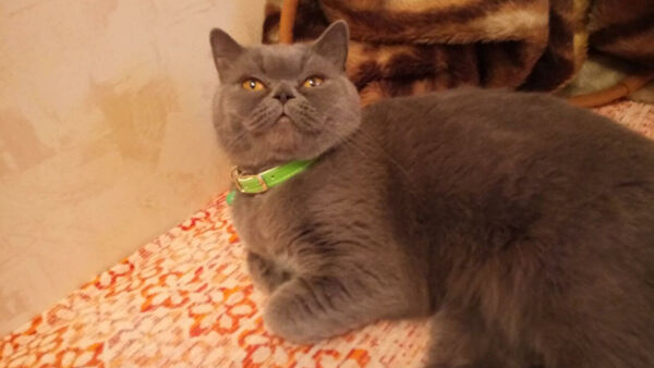 В России за 15 млн. рублей продается кошка, лечащая от похмелья