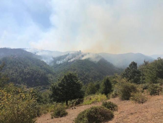 Распространение пожара в Гирканском национальном парке предотвращено - МЭПР