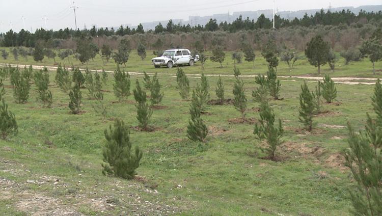 Минэкологии Азербайджана: "На месте сгоревших лесных участков осенью будут посажены деревья" 