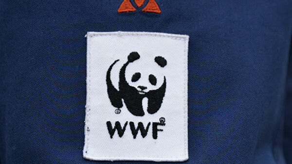 Greenpeace и WWF бойкотируют саммит G7