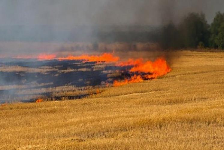 В Шамахы горят сухая трава и кусты
