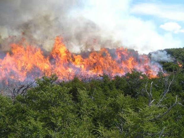 Пожары в горной зоне в Шеки и Хызы потушены

