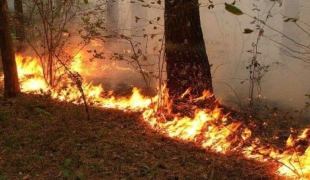 В Огузе начался пожар в горной местности