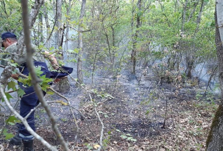 МЧС Азербайджана о пожаре в лесах Исмаиллы 
