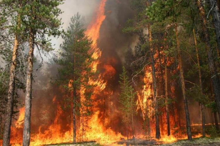 МЧС Азербайджана задействовало значительные силы для борьбы с лесными пожарами
