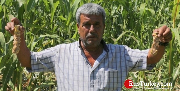 Фермер из турецкой Муглы подал в суд на стадо кабанов