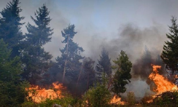 В Барде горит лес
