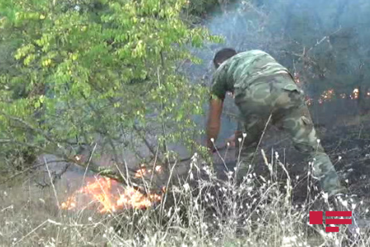 Лесные пожары в Габале, Исмаиллы, Гусаре, Барде и Агсу полностью потушены
