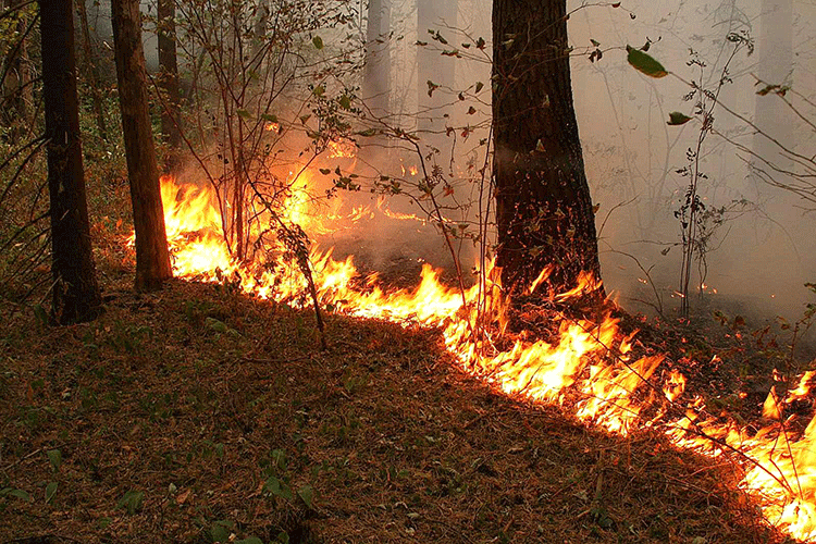 Лесной пожар в Огузе локализован
