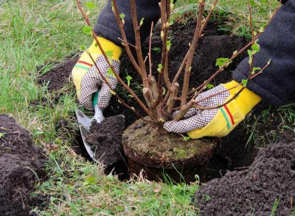 В Барде будет посажено 8 тыс. деревьев за один день
