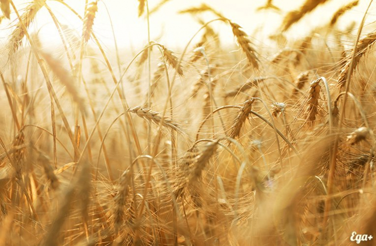 Россия собрала 75 миллионов тонн пшеницы в 2019 году
