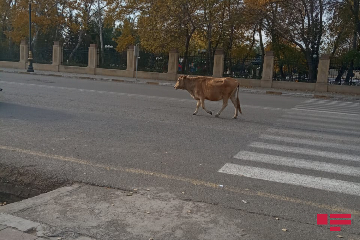 Коровы XXI века гуляют по улицам азербайджанского города – ФОТОФАКТ