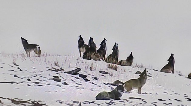 Волки начали греться за счет азербайджанского газа - ФОТО