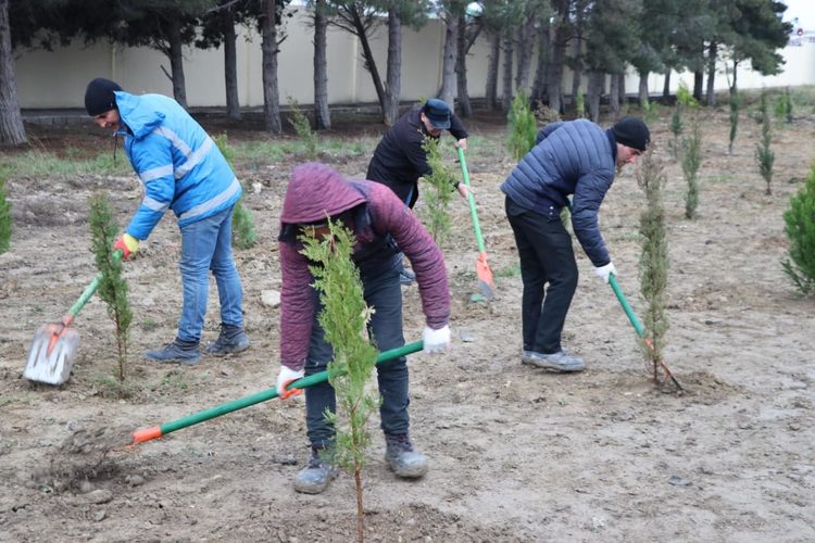 Минэкологии Азербайджана о необходимости не только строить, но и сажать деревья