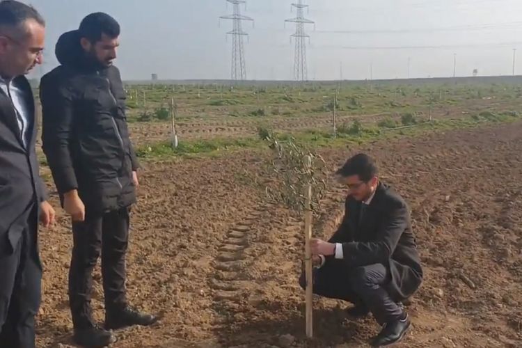 Посол Израиля в Азербайджане посадил дерево в Баку в знак дружбы - ВИДЕО - ФОТО