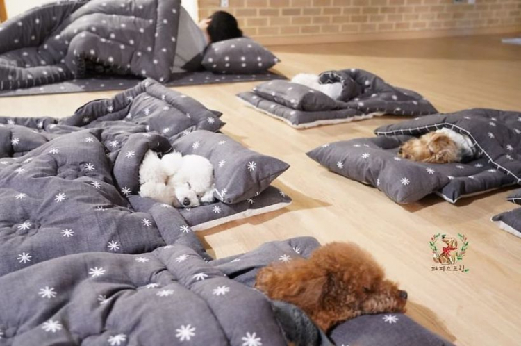 Фото спящих щенков в собачьем детском саду стали хитом интернета - ФОТО