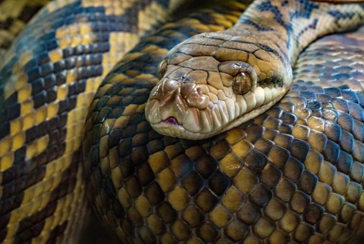 В этом году 44 человека в Азербайджане пострадали от укусов змей