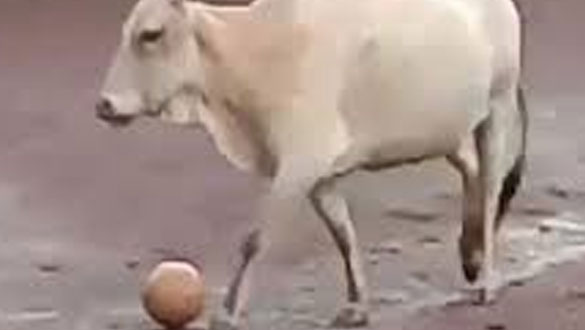В Индии корова сыграла в футбол - ВИДЕО