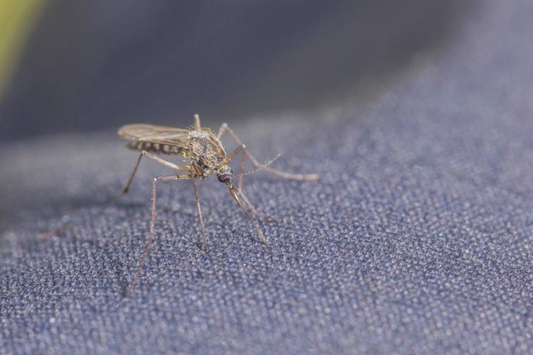 Ученые раскрыли тайну выбора жертвы комарами