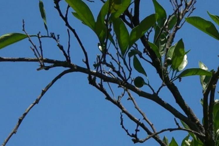 В Астаре массово засыхают цитрусовые деревья - ВИДЕО