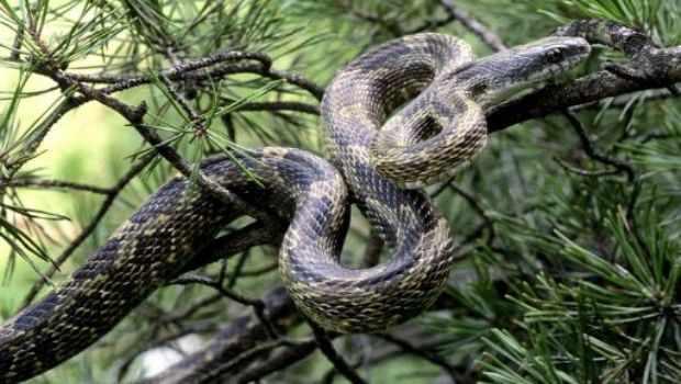 Массовое уничтожение змей в Азербайджане может привести к увеличению количества грызунов
