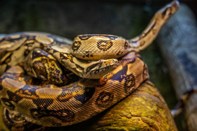 В Геранбое змея ужалила 59-летнюю женщину