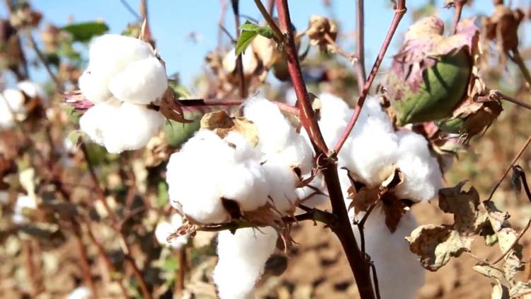 Минсельхоз Азербайджана прогнозирует рост сбора хлопка в 2019 году на 25%
