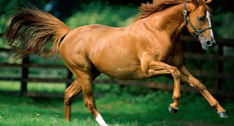 Азербайджанская община распространила видео-обращение в связи с карабахскими лошадями - ВИДЕО