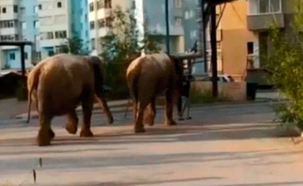 В Якутске мужчина выгуливал двух слонов - ВИДЕО