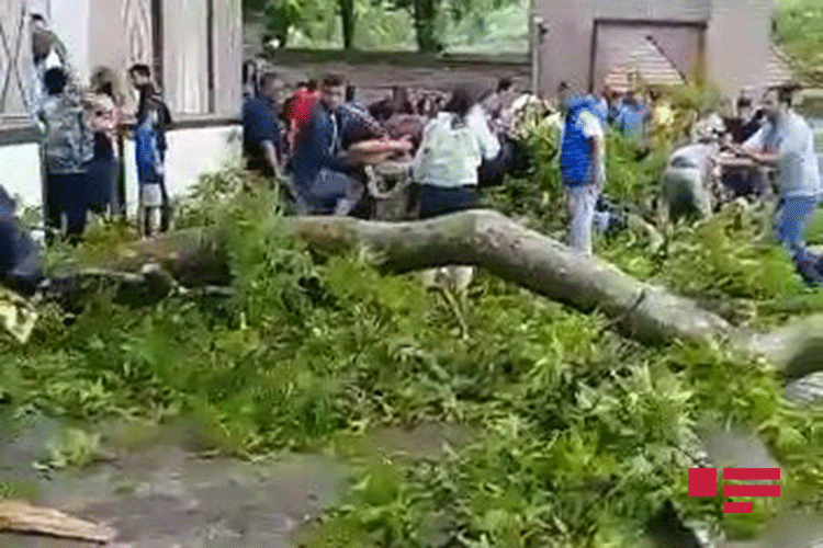 Стали известны личности пострадавших в результате поломки ветви дерева в Шеки
