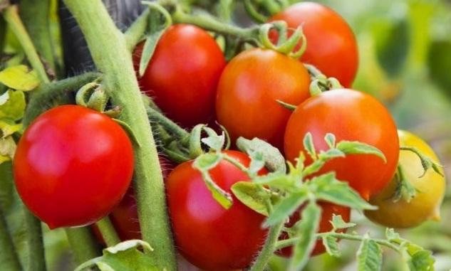 В Азербайджане подешевеют помидоры 