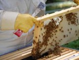 Свыше 19,8 тыс. пчеловодов в Азербайджане получат субсидии на 4,3 млн манатов
