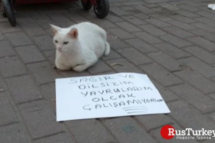 В турецкой Бурсе беременная кошка просит милостыню - ФОТО