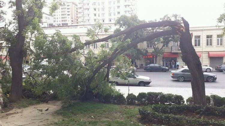 В Баку сильный ветер повалил более 10 деревьев - ФОТО