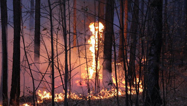 Природные пожары в Португалии: 40 пострадавших