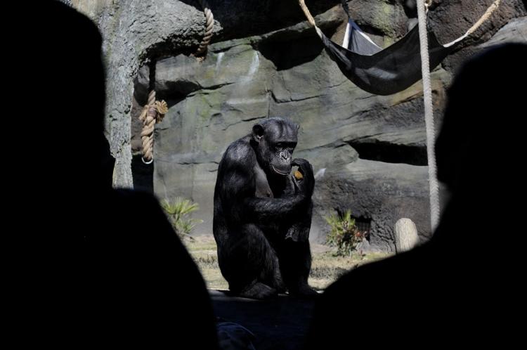 Шимпанзе на глазах посетителей зоопарка откусил руку смотрителю
