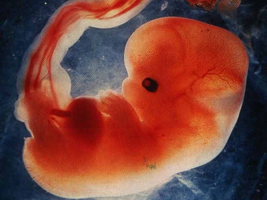 Япония одобрила эксперименты с эмбрионами человека и животных