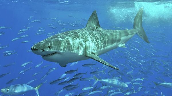 В США сняли на видео туристку, которая плавала с акулой - ВИДЕО